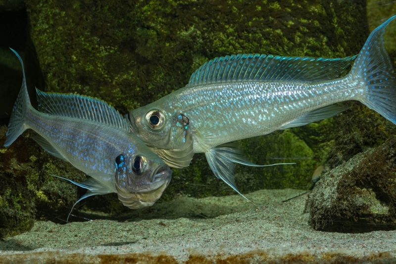 Haplotaxodon microlepis 'Cape Kabogo'